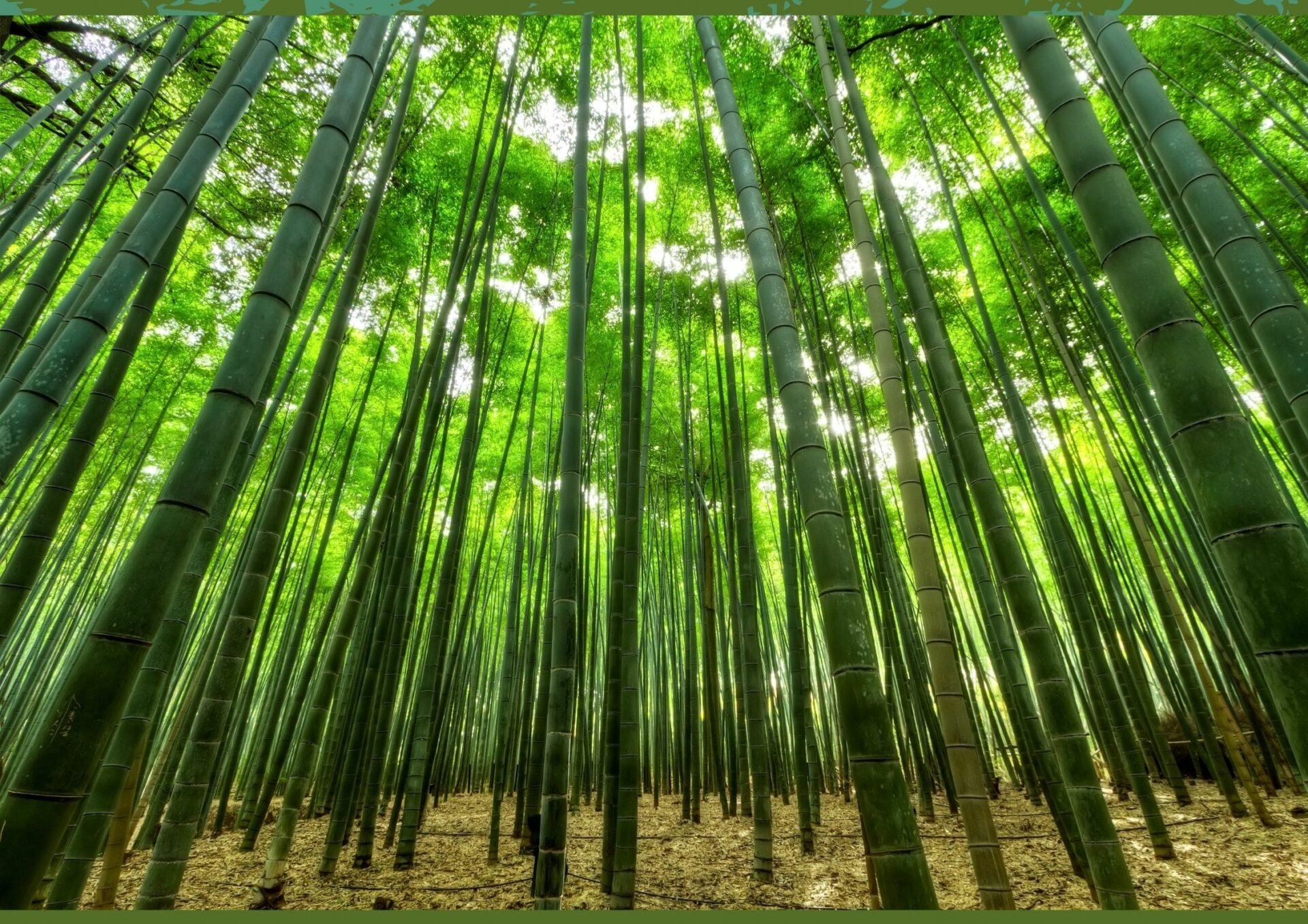 Engagement écologique Sentaar